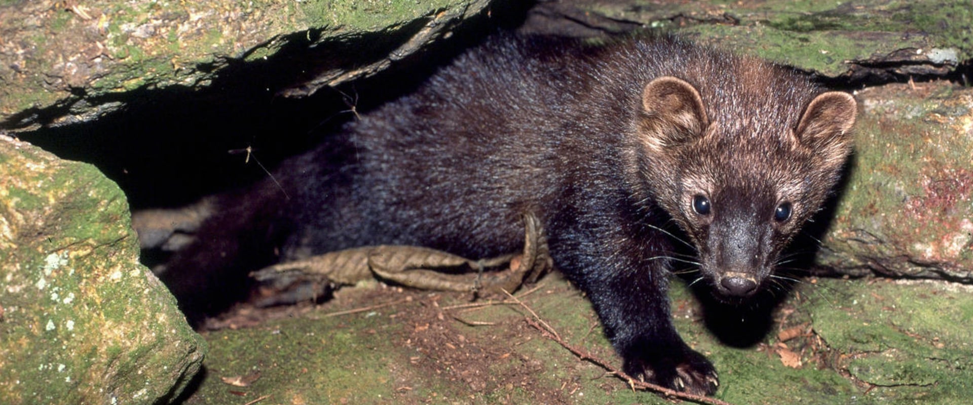 What type of habitat do fishers live in?